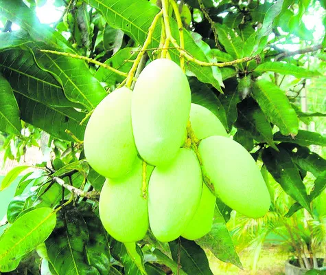 ఉద్యా