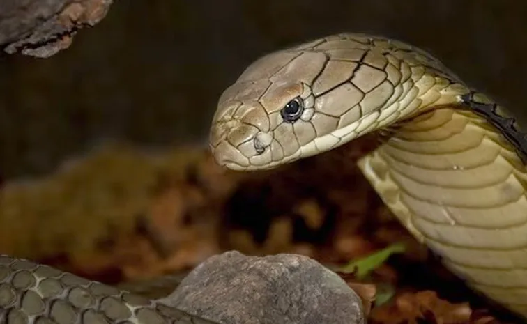 One year old bites cobra in Bihar boy survives snake dies1