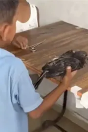 Arunachal Boy Desperate Attempt To Save Injured Pigeon Goes Viral2