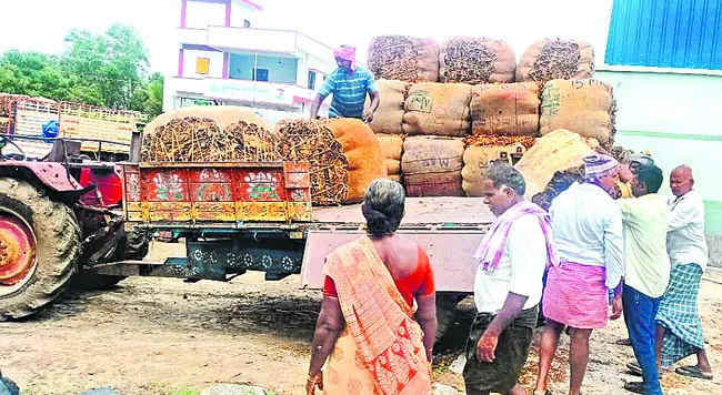 బర్లీ రైతుకు బాబు వెన్నుపోటు