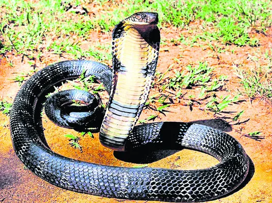 వాగుల