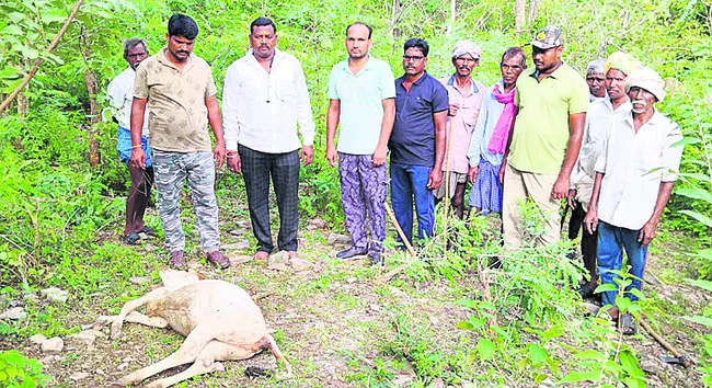 ఆవుల మందపై పులి దాడి