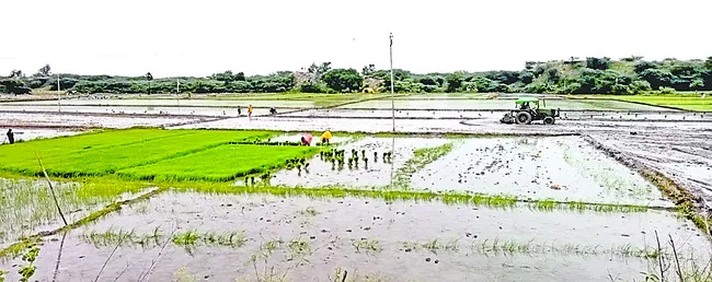 వరినా