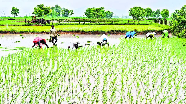 పంటలక