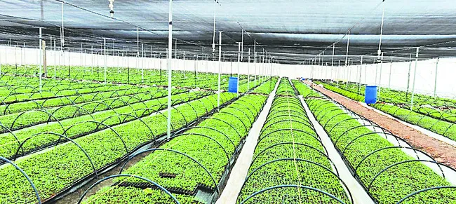 ప్రైవేట్‌ నర్సరీలతో జర జాగ్రత్త 