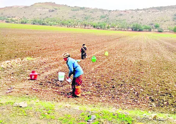 ● వాన కురవక.. ఆశ చావక