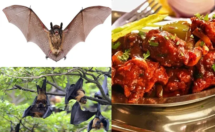Chilli Chicken With Bats Fact Check TN Mafia Arrested Details9