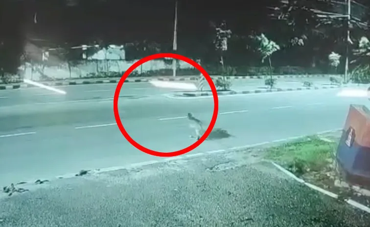 Leopard Crossing Road In Golconda, CCTV Visuals