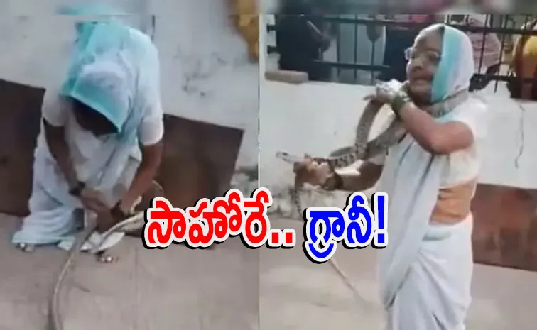 Meet 70 years old grand mother catches cobra snake in Pune