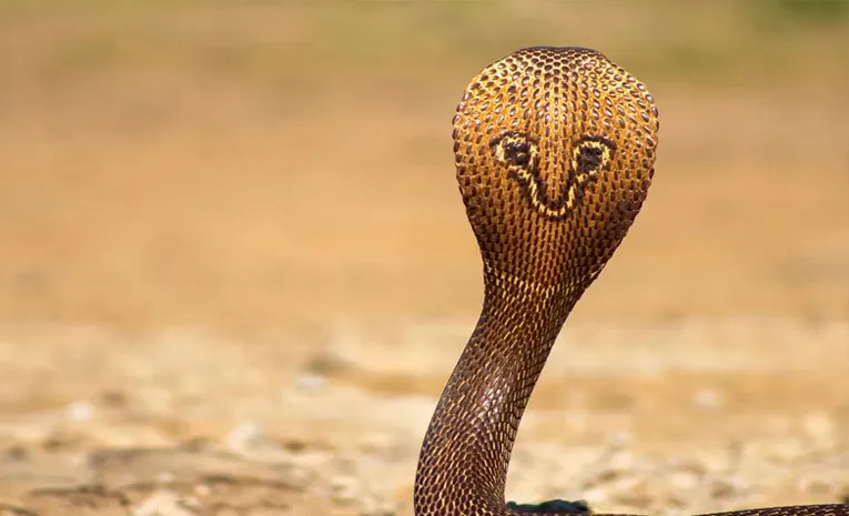 Bihar Toddler Bites Cobra To Death Doctor Explains Why He Survived4
