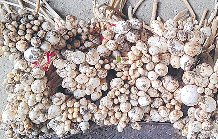 Mushrooms are not only a balanced food but also healthy