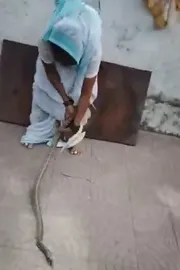 Meet 70 years old grand mother catches cobra snake in Pune4