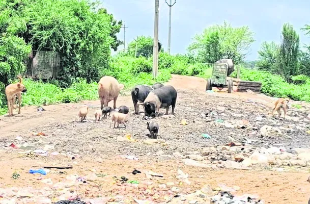 ధర్పల్లిలో పందుల స్వైర విహారం