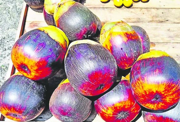 తాడిన