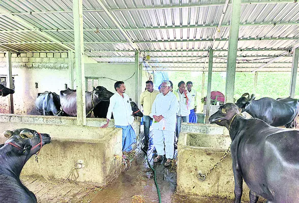 పాల ధర తగ్గడంతో నష్టపోతున్న పాడిరైతులు