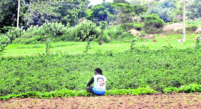 మీ అభిమానం ‘పచ్చగుండ’!