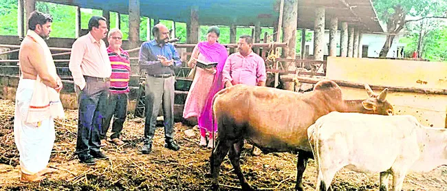 గోవుల