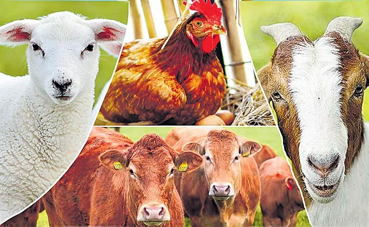 Sagubadi: ICAR introduce to Organic methods of animal husbandry 1