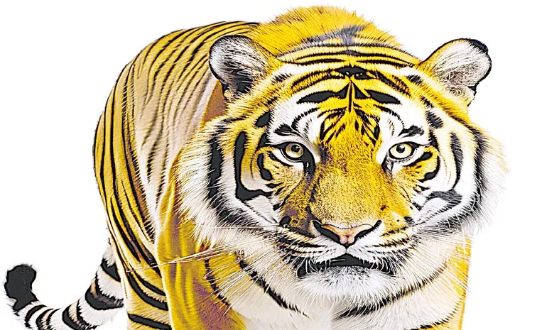 International Tiger Day on July 29: Tiger population increased to 3200 with Tiger Reserves