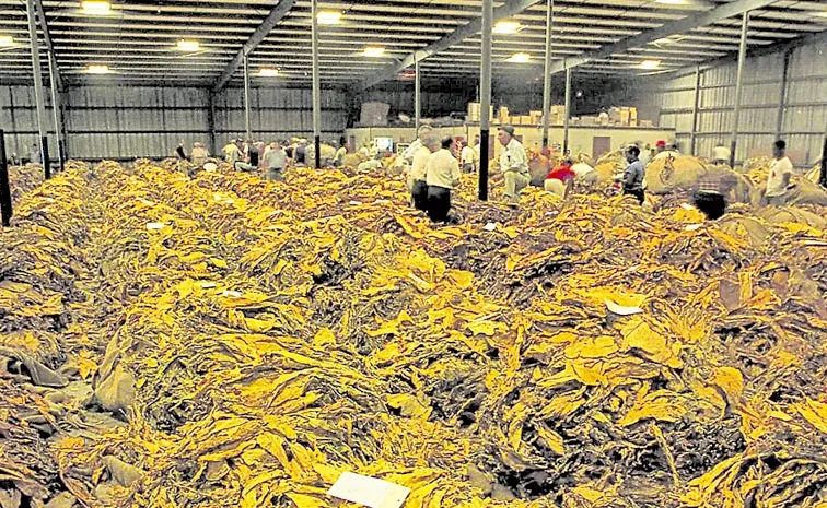 Tobacco Farmers Fires on Chandrababu Govt: Andhra pradesh