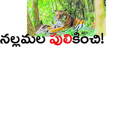 పులుల