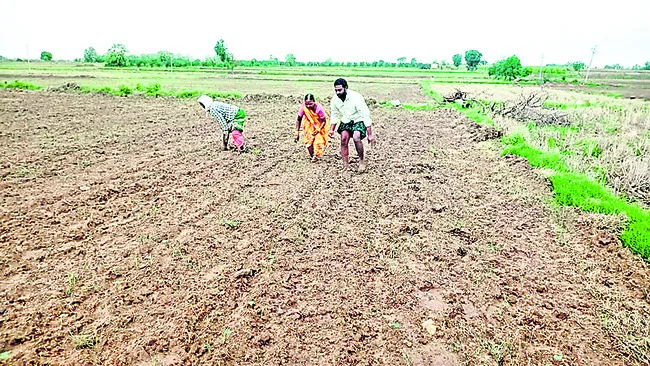 పత్తి