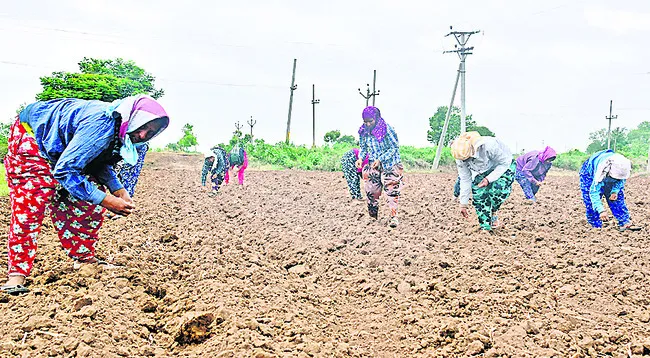 మొక్కలకు జీవం!
