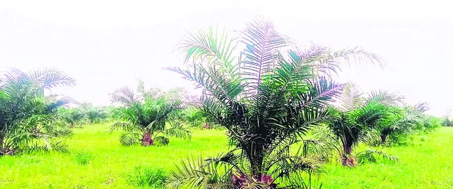 మామిడి.. రైతుల్లో అలజడి