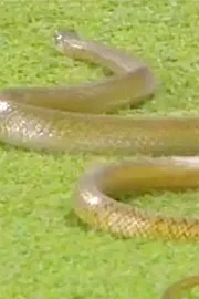 Snake Makes Appearance In Sri Lanka Vs Bangladesh 1st ODI6