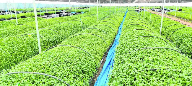 మిరప సాగుకు అనువైన సమయం ఇదే..