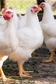 Chicken Drop Prices in Anakapalle1