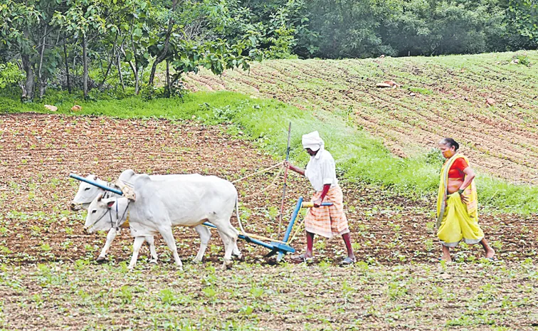 కురుస్తున్న వర్షం... రైతన్న హర్షం