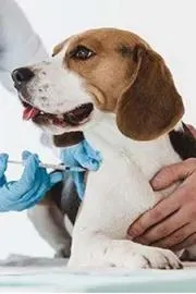 During the monsoon season be cautious with your pet dogs risks of rabies1