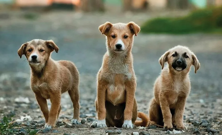 Puppy adoption in hyderabad