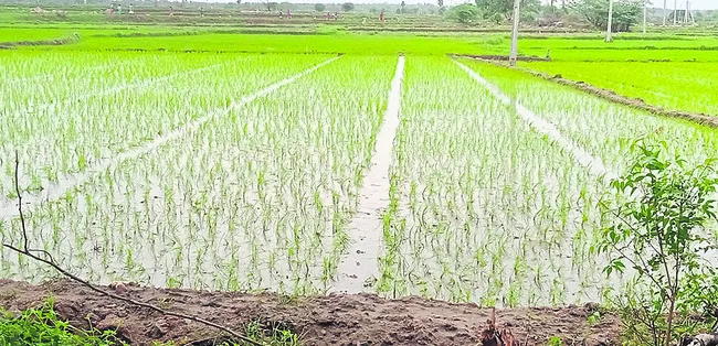సేంద్