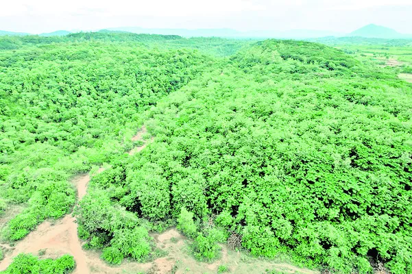 గనుల్