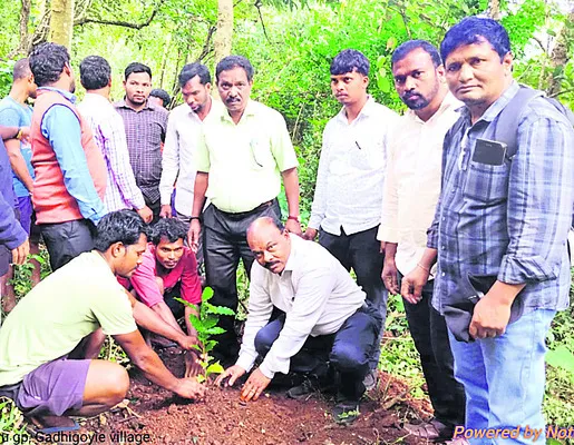 కాఫీ రైతులకుమొక్కల పంపిణీ 