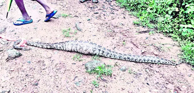 కుక్క