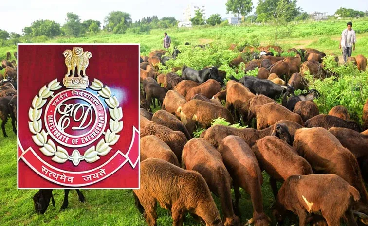 ED Raids Hyderabad in Telangana sheep procurement scam