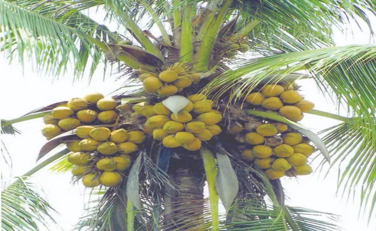 Sagubadi: Sakshi Special Story about coconut farming