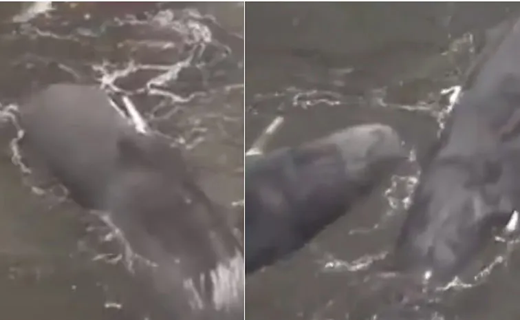 Massive whales Washed up Along Coast Russia Earthquake