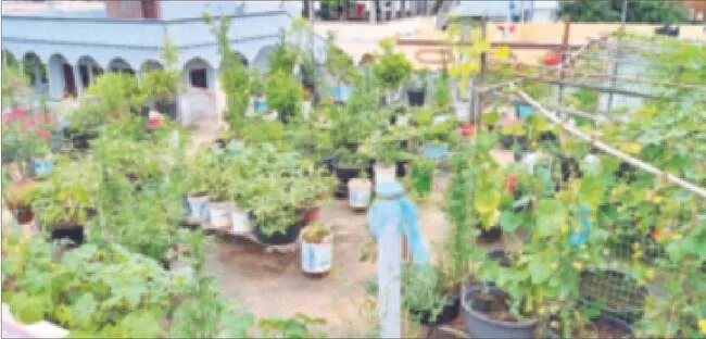డాబాప