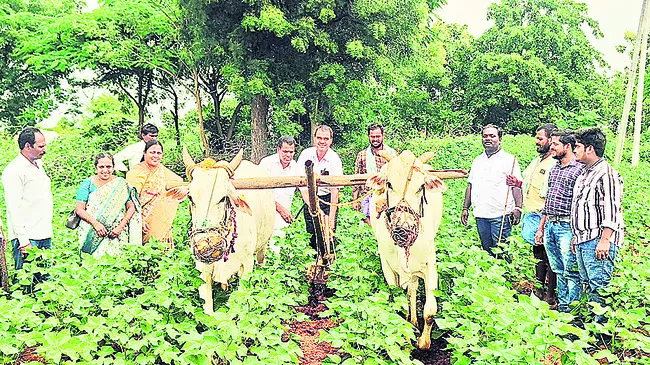 సస్యరక్షణ చర్యలు చేపట్టాలి