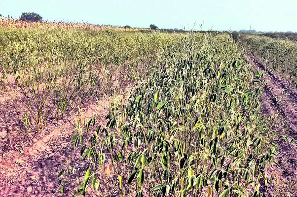 జిల్లాలో కంది సాగు వివరాలు