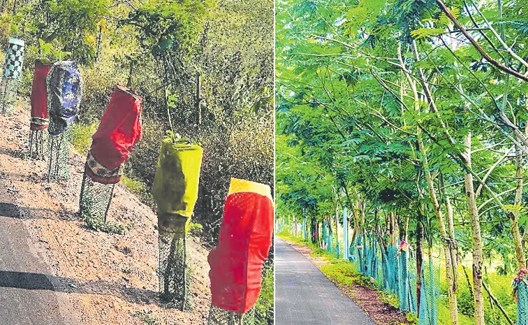 harithaharam plants grow up in Adilabad photo feature