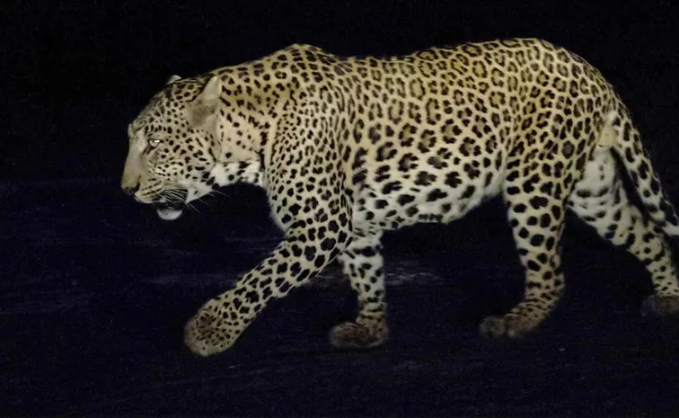 Hyderabad Manchirevula Leopard Captured After 12 Days