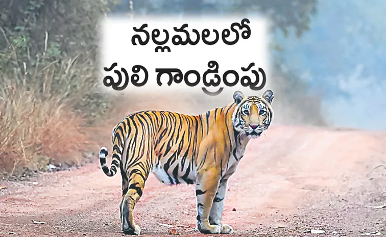 how tiger population rise in Nallamala forest explained