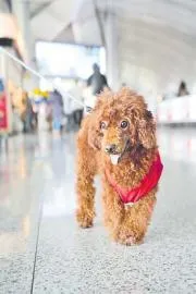 Dog therapy at Hyderabad airport To Help Passengers Destress10
