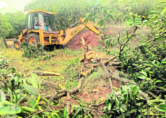 కూటమి కక్ష..మామిడి రైతుకు శిక్ష!