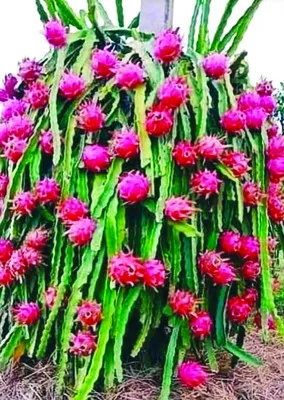 విదేశ